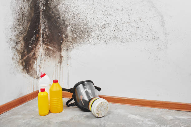 Professional Mold Removal in Healdsburg, CA