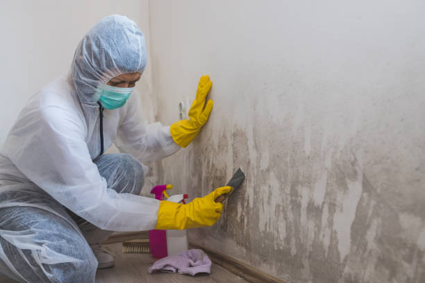 Best Office Mold Removal Services  in Healdsburg, CA