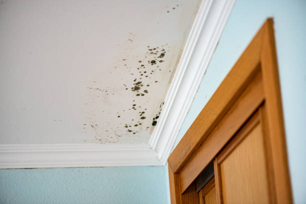Best Mold Remediation  in Healdsburg, CA