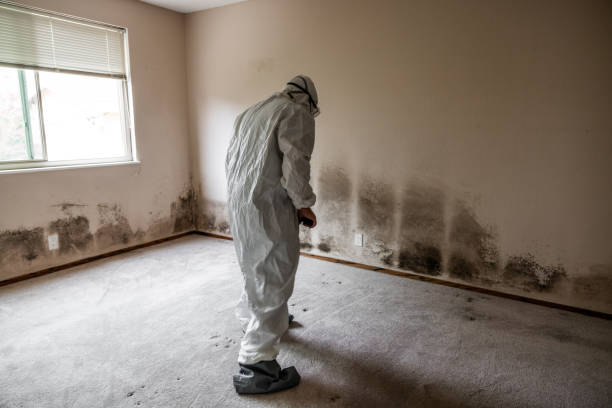 Best Office Mold Removal Services  in Healdsburg, CA