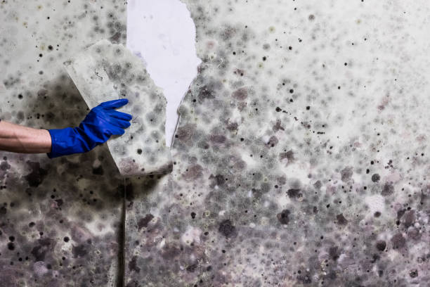 Best Emergency Mold Removal  in Healdsburg, CA