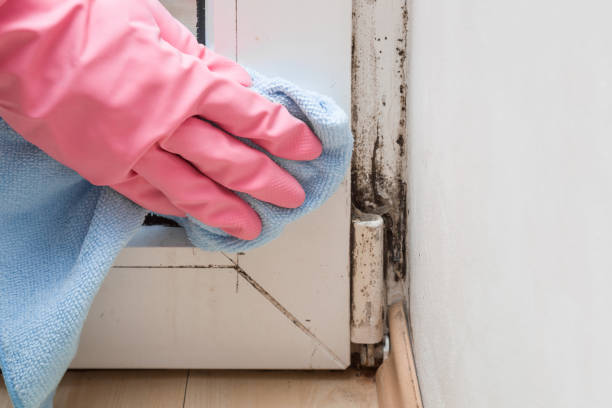 Best Emergency Mold Removal  in Healdsburg, CA