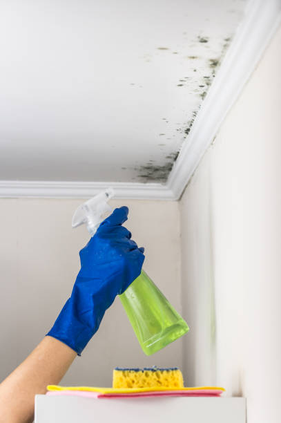 Best Toxic Mold Removal  in Healdsburg, CA
