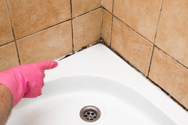 Best Black Mold Removal  in Healdsburg, CA
